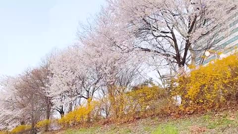 Cherry blossom trees of South Korea