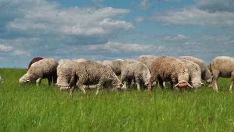Sheeps on the beautiful meadow