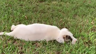 Fat puppy rolls in grass