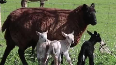 Animais da Fazenda | Vaca, Cavalo, Porco, Ovelhas, Pato, Galo, Cachorro, Gato