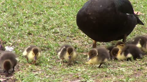 baby ducklings surrounding the mother duck so cute