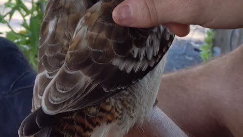 Feeding a Pet Kookaburra