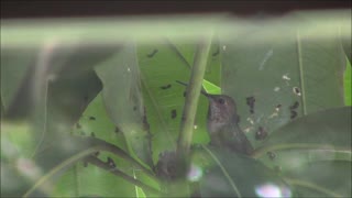 Hummingbird Feeding Her Babies