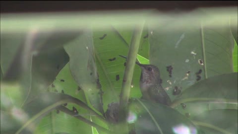 Hummingbird Feeding Her Babies