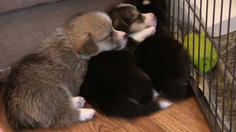 Small sleeping dogs