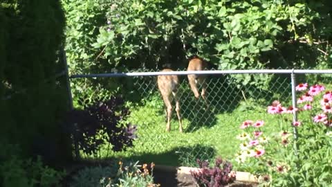 Two deers eating blackberry in garden
