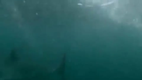 MAN MEETS WHITE SHARK IN AUSTRALIA - FEAR