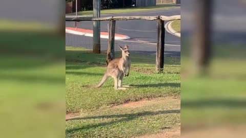 🤣 Animales Locos y Chistosos 😺🐶 Animales Haciendo Locuras