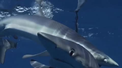 Shark bite #shark #Sharkworld