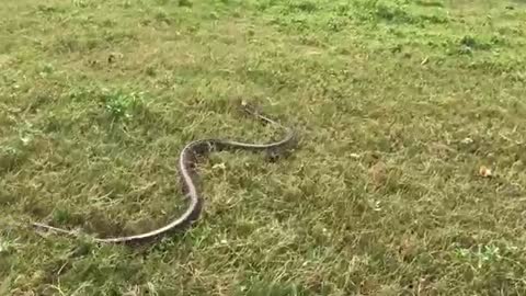 Wow ! Three Brave Boys Catch Big Snake During They looking Their Cows Near The Village