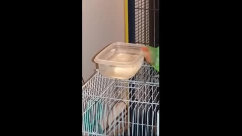 Lovebird Takes A Bath