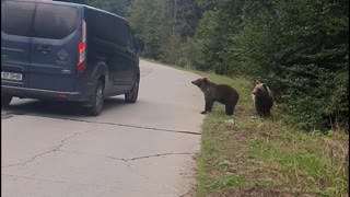 Bears Go to Vehicles for Food