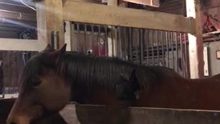 Rooster Rides the Wrong Horse