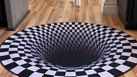 Dogs funny reaction to entering optical illusion rug