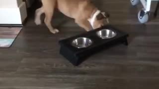 Brown dog pushing food bowl around in circle