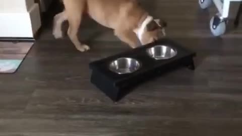 Brown dog pushing food bowl around in circle