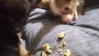 Biscuits and chihuahuas