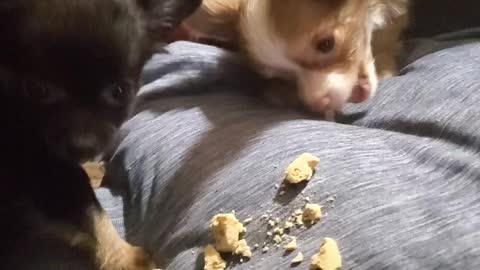 Biscuits and chihuahuas