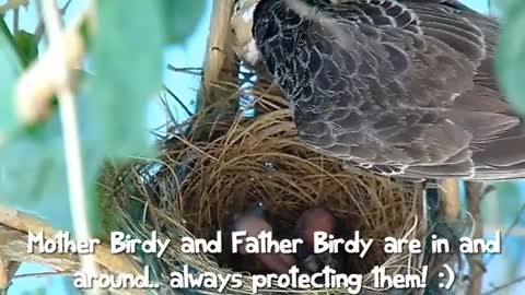 Story of a baby bird | inspirational video and audio | first flight of life journey.