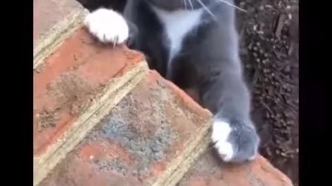 Funny awesome cat videos