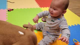 Dog Steals Treat From Baby's Hand, What Happens Next Is Unexpected...