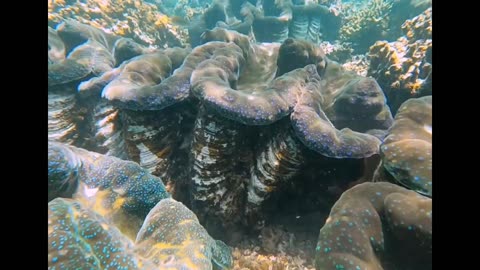 Giant Clam Sanctuary - Savaia