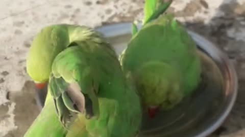 Parrots bathing-