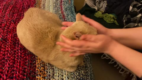 Cat enjoys aggressive face rubs, then sneezes.