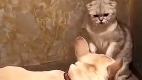 cute cat beat dog ( cats & kittens)