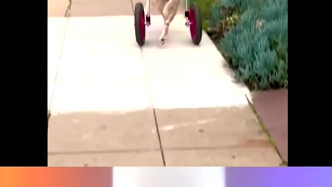 This Dog Should Be Named Wheels