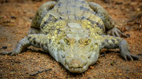 Why Don't Crocodiles Ever Admit They're Wrong?