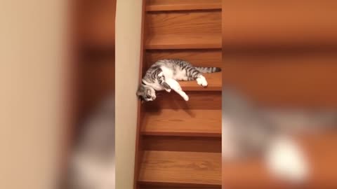 Lazy Cat Down the Stairs - Laziest Cat Ever😂