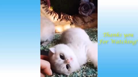 Funny cat video Cats and Owners are the best friends Videos