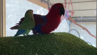 Talking parrot woos little conure, repeatedly calls him a "good boy"