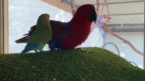 Talking parrot woos little conure, repeatedly calls him a "good boy"