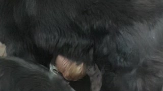 Adorable baby navigates around his huge pack of Newfoundland dogs