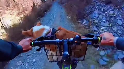 Riding scenery with the dog