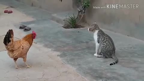 Cat dog vs chicken fighting