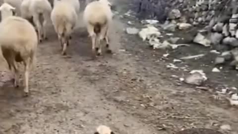 Flock of sheeps adopted puppy dog training him yo be a part of the herd