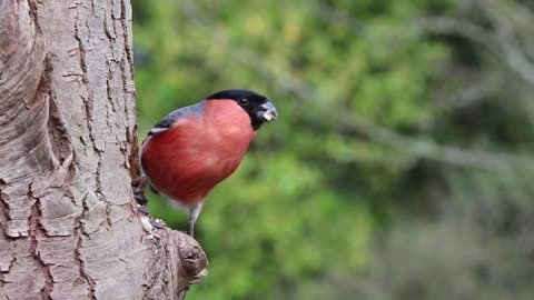 Bullfinch on Tree