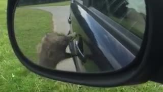 Just An Ostrich Trying To Get Into The Car