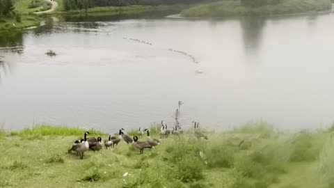 Collection of geese on lake of Edmonton
