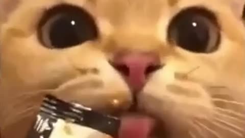 Funny Cat licks at something