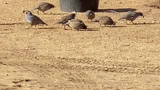 Plump Quail