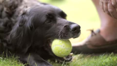 Dog Chewing Tennis Ball free