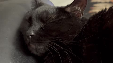 Adopting a Cat from a Shelter Vlog - Cute Precious Piper is a Sleeping Lap Cat