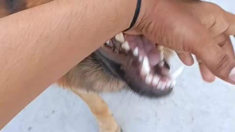Angry german shepherd playing with owner | dog bite my hand | why my dog bite my hand