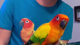 Parrot Dances with His Dad