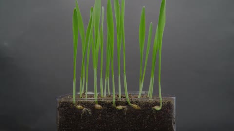 Growing Barley Time Lapse