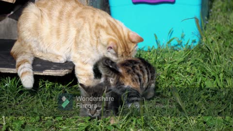 Mother cat showing love to her kittens: